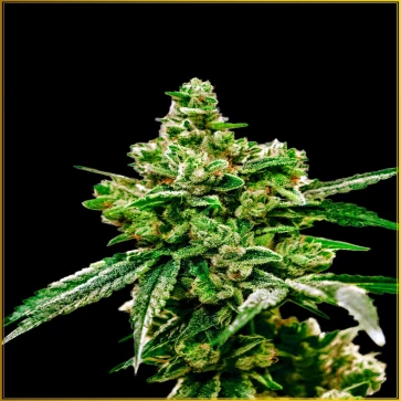 Насіння коноплі White Widow Feminised